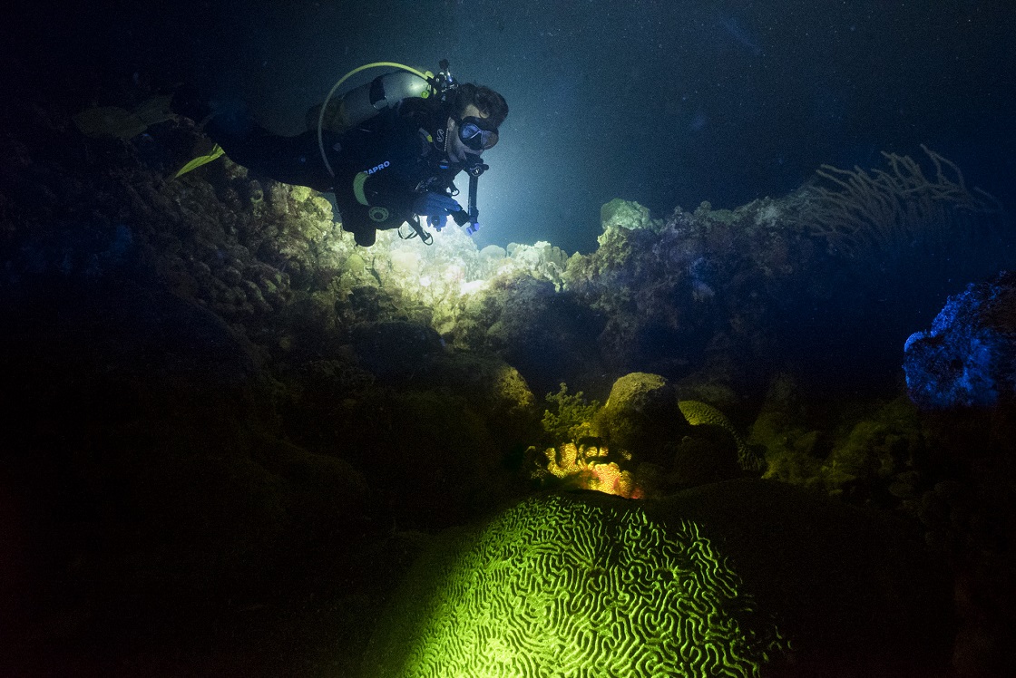 night diving