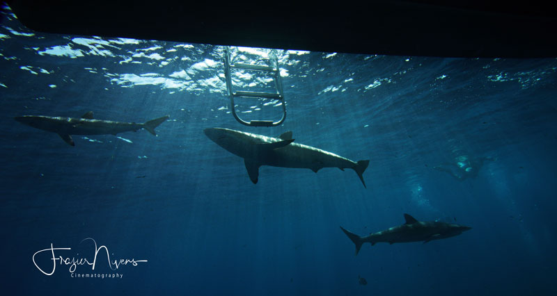 Diving with sharks