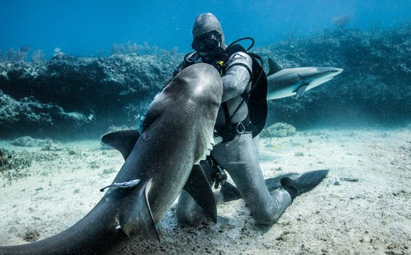 Neil Andrea diving with a shark