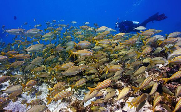 Stephanie Arne scuba diving near school of fish