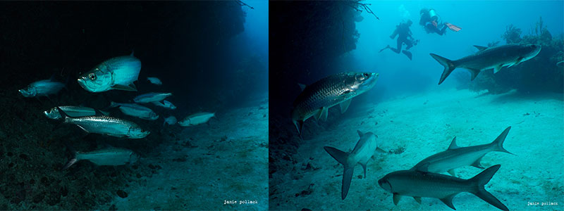 Diving with Tarpon