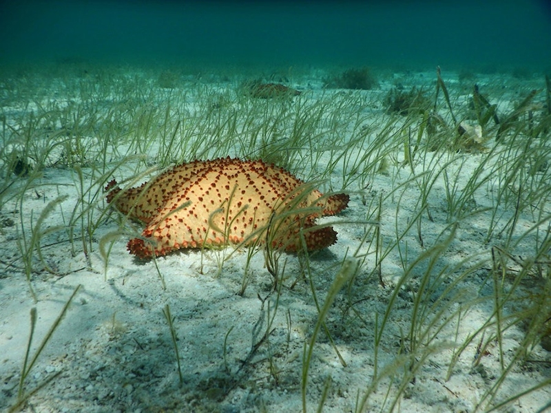 Belize Barrier Reef Ocean Life