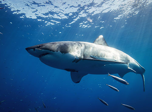 sharks in Isla Mujeres Mexico