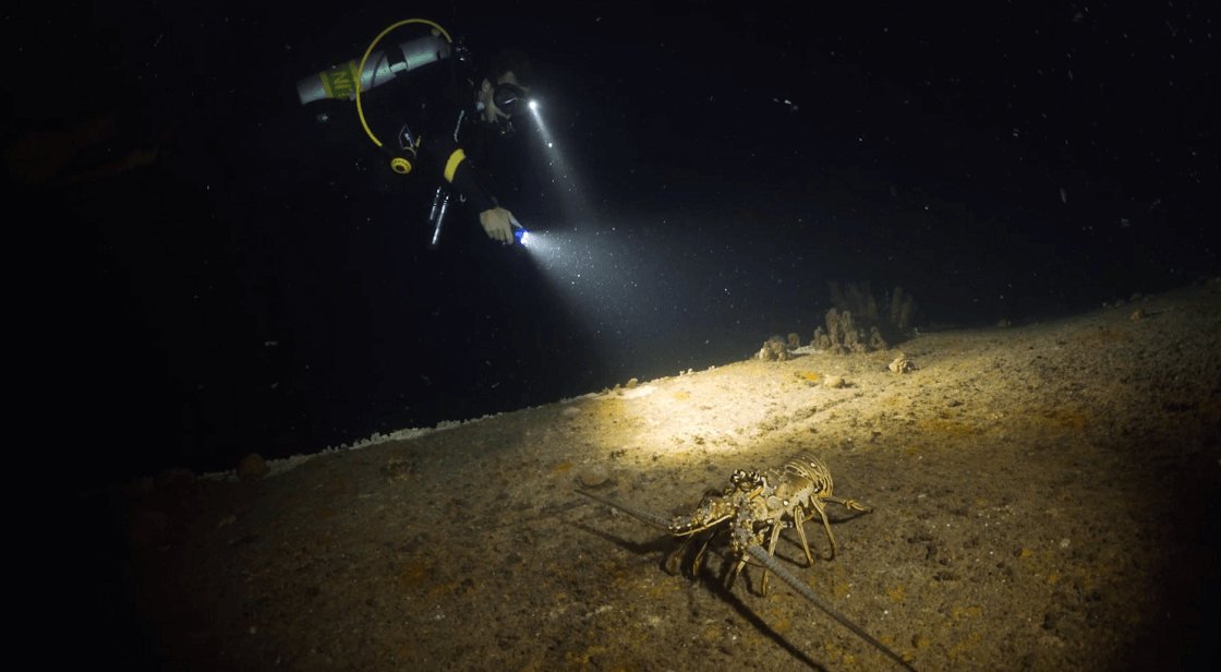 night scuba diving