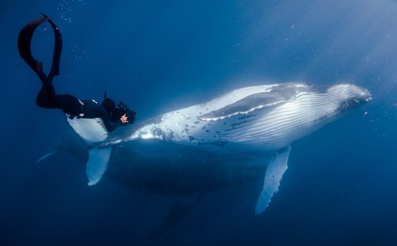 Paul Wildman diving