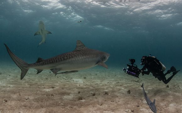 Paul Wildman with sharks