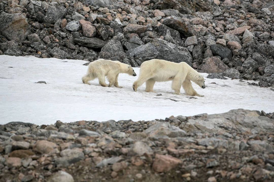 Polar Bears