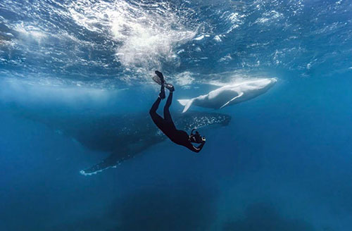 diving with whales