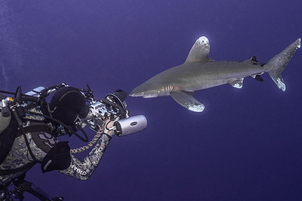 Tobias Friedrich with a shark