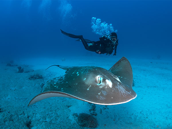 scubapro deep elite global dive team andrea marshall with a stringray