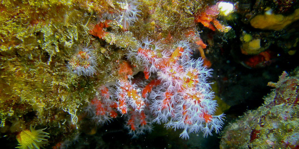 DIVING NERVI ITC