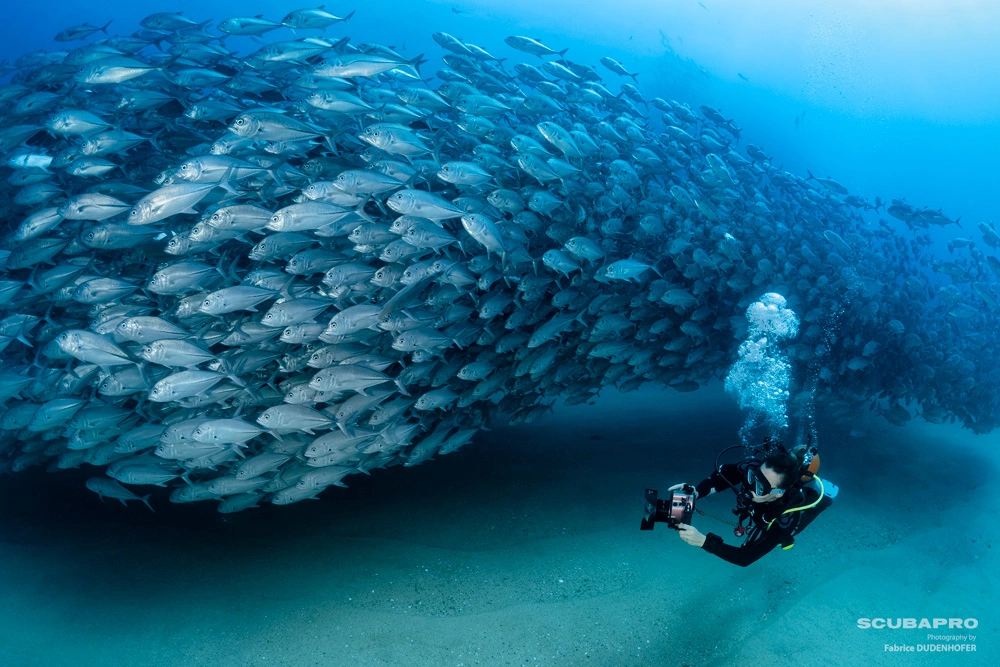 diver and photographer Fabrice Dudenhofer with a school of fish