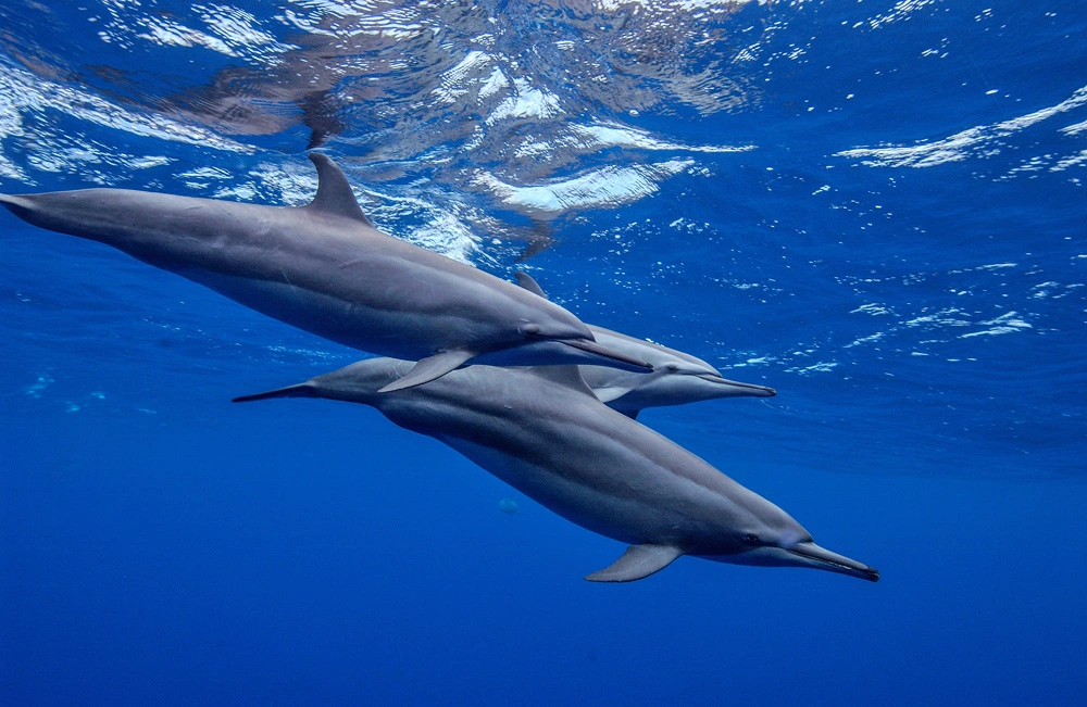 dolphins swimming