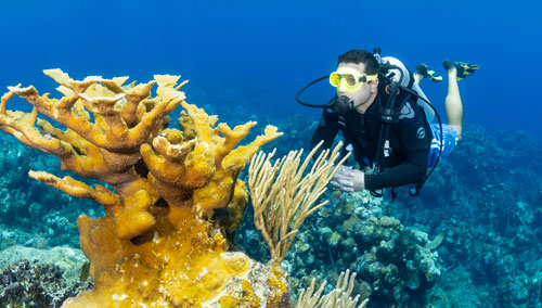 Underwater diver looking at coral