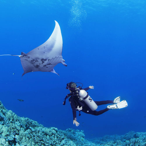 Underwater diver looking at a manta ray