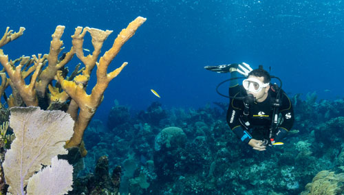 Underwater diver looking at coral