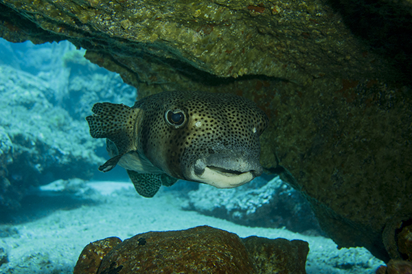 aquarius_dive_center_tenerife_11