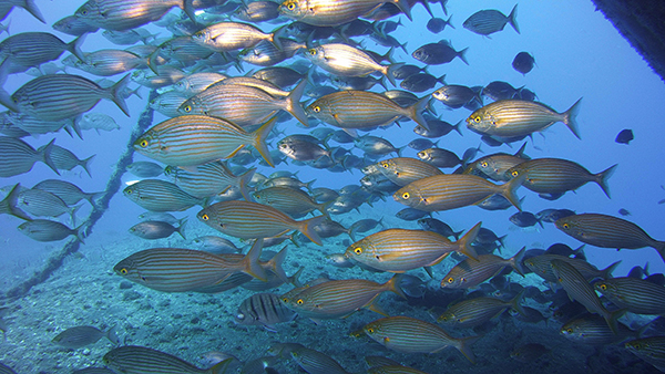 aquarius_dive_center_tenerife_7