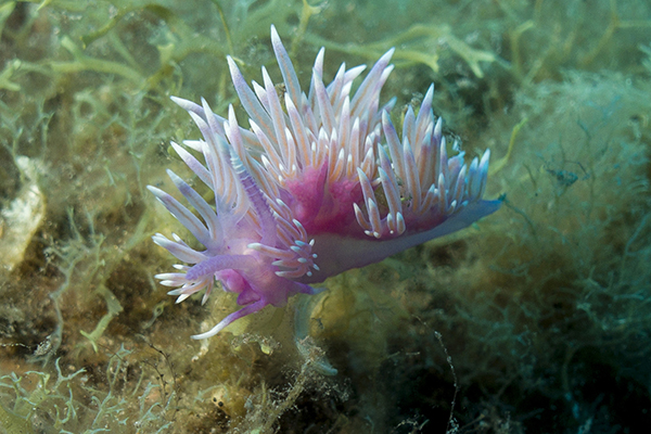 aquarius_dive_center_tenerife_8