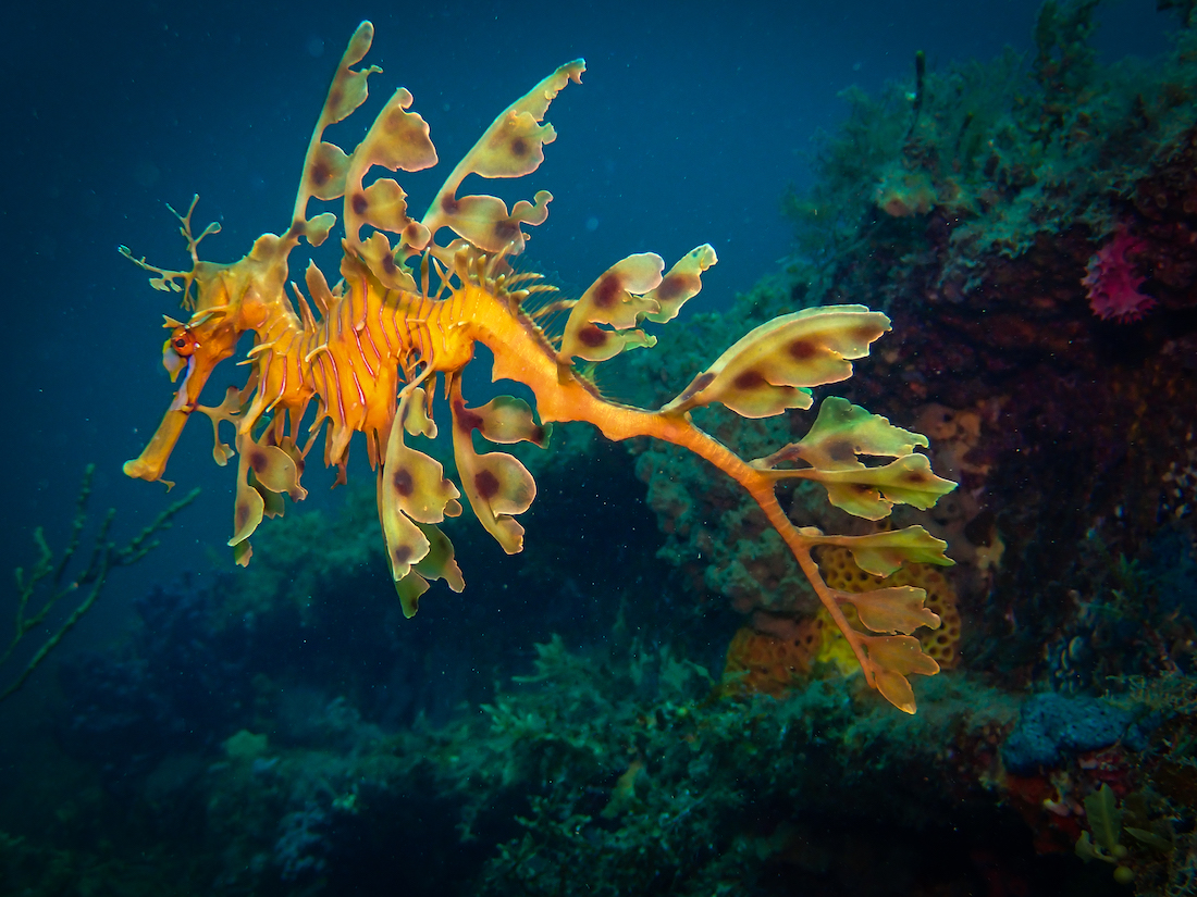 A leafy sea dragon in the ocean near Victoria Australia