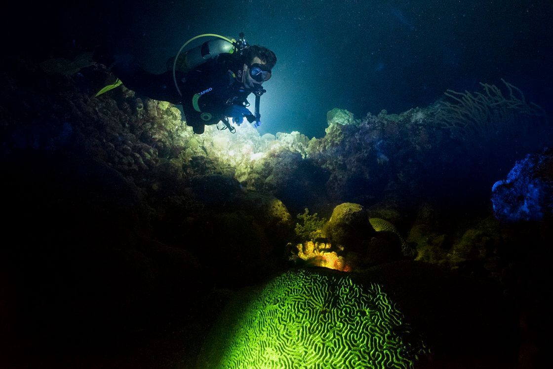 night scuba diving