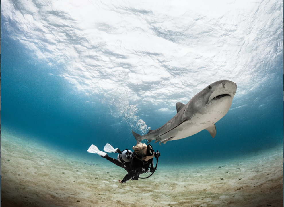 Scuba diver underwater with a shark