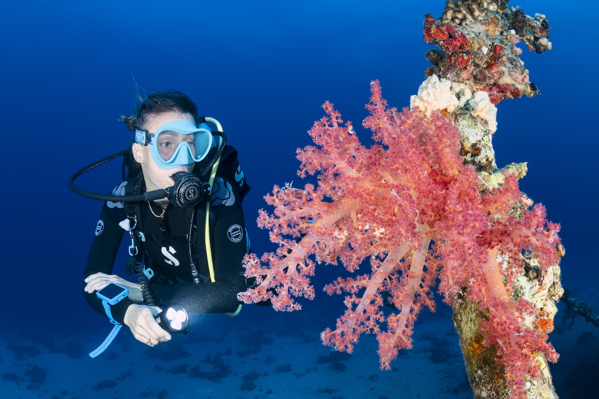 Scuba Diver diving in Yolanda and Shark Reef (Egyptian Red Sea)