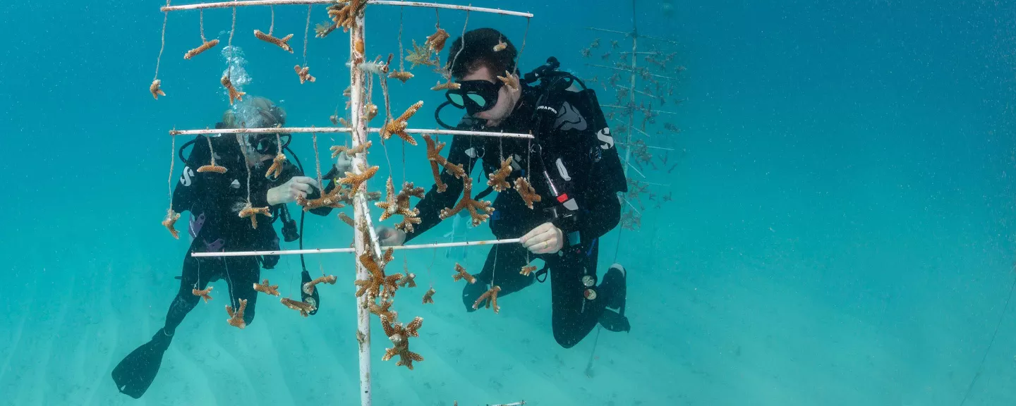 Mote Coral Reef Restoration