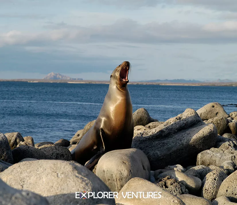 humboldt_explorer_liveaboard_v2